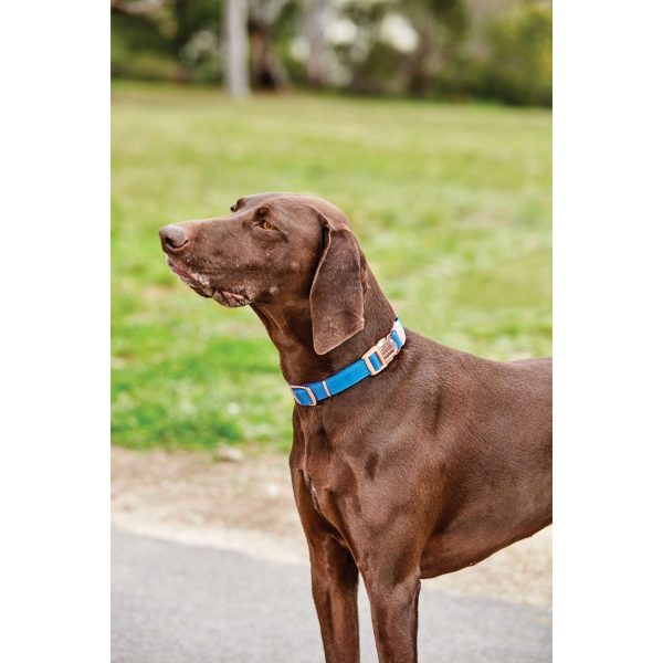 Weatherbeeta Dog Collar Elegance Blue Online